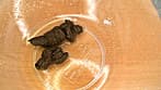 素人うんこだらけSP まさかの100名大脱糞 常識破りの収録時間8時間！！ サンプル画像 13