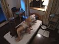 My Little Pet サンプル画像 7