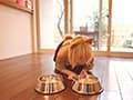 おもらしペットの飼育日記 サンプル画像 5