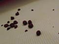 懇願！正座うんこ５ サンプル画像 6