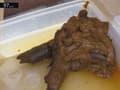 鏡を見ながらのウンコ 恥態鏡覗糞姿22 サンプル画像 10