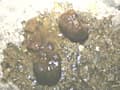 野糞 ギャルの野糞を徹底解剖4 サンプル画像 3