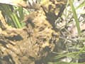 野糞 ギャルの野糞を徹底解剖3 サンプル画像 10