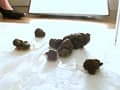 素人娘の自然便9 サンプル画像 10