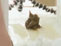 素人娘の自然便18 サンプル画像 9