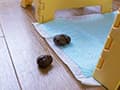 屁とうんこを残して去って行った訳あり素人さん達 サンプル画像 20