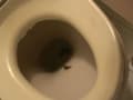 プライベートプレイ GOLD VOL.8 大量黄金完全完食8 サンプル画像 9