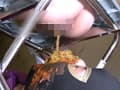 プライベートプレイ GOLD VOL.40 大量黄金完全完食40 サンプル画像 9