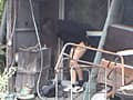 糞尿の実態2 サンプル画像 9