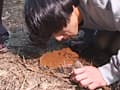 野ぐそ生中継 ミカン サンプル画像 7