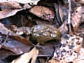のら糞3 岡咲ミサト 新山みずほ サンプル画像 3