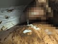 ●制肛門こじ開け寝糞 高坂乃亜 サンプル画像 9