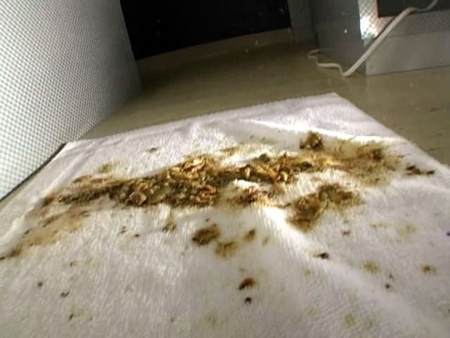 天下下品　ザッツ・お下劣パラダイス〜超・素人うんこ面接〜 サンプル画像 5