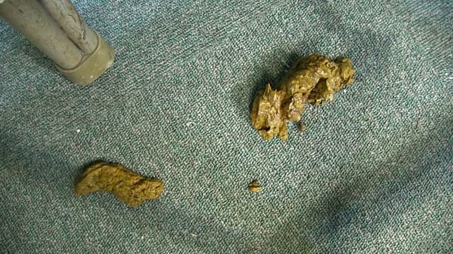 学園セクハラスカトロドラマ 脱糞学級 サンプル画像 15