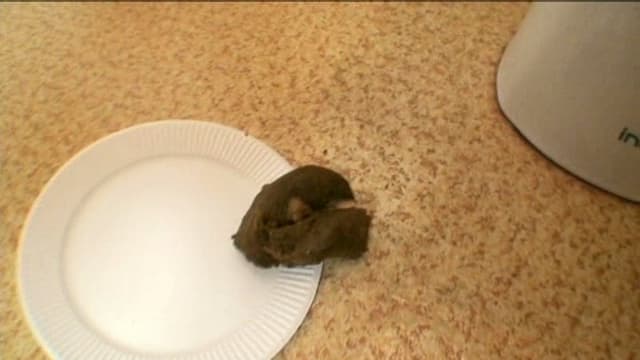 下品に豪快大脱糞！実家で絶叫レースクイーン サンプル画像 13