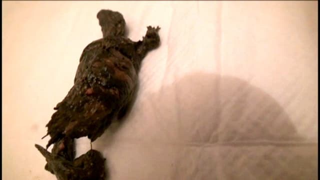 二十歳のウンチ生活 大人になってからの排泄の記録 サンプル画像 11